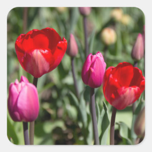 Pegatina Cuadrada Delicados tulipanes rojos y morados