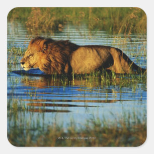 Pegatina Cuadrada Delta de Okavango, Botswana 3