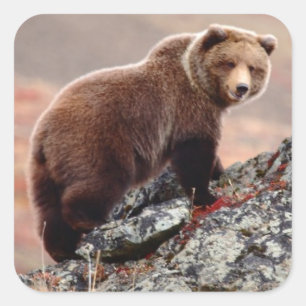 Pegatina Cuadrada Denali Brown Bear