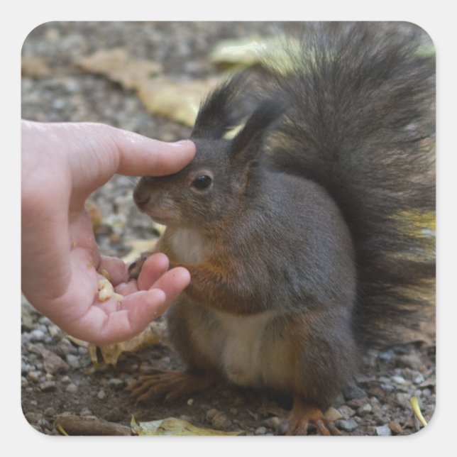 Pegatina Cuadrada derribar una ardilla (Anverso)