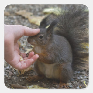 Pegatina Cuadrada derribar una ardilla