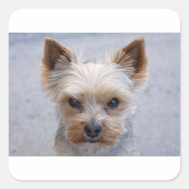 Pegatina Cuadrada desaprobador de yorkie (Anverso)