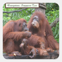 Desayuno con los Orangutans Singapore Zoo Square