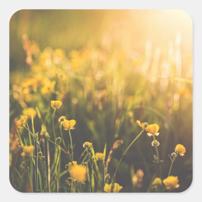 Pegatina Cuadrada Descanso de mariposa (Anverso)