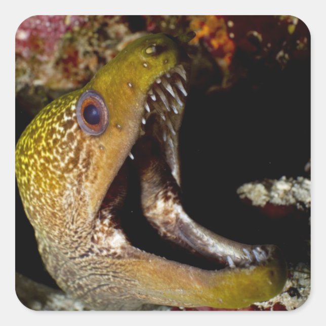 Pegatina Cuadrada Desembocadura de un margen amarillento e intimidan (Anverso)