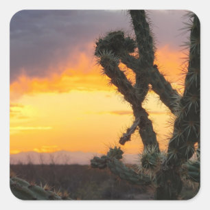 Pegatina Cuadrada Desert Cactus Sunset