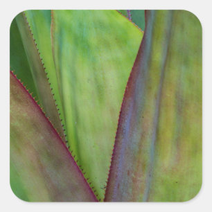 Pegatina Cuadrada Detalle de la planta de agave