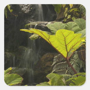 Pegatina Cuadrada Detalle de planta en un jardín botánico, Ecuador