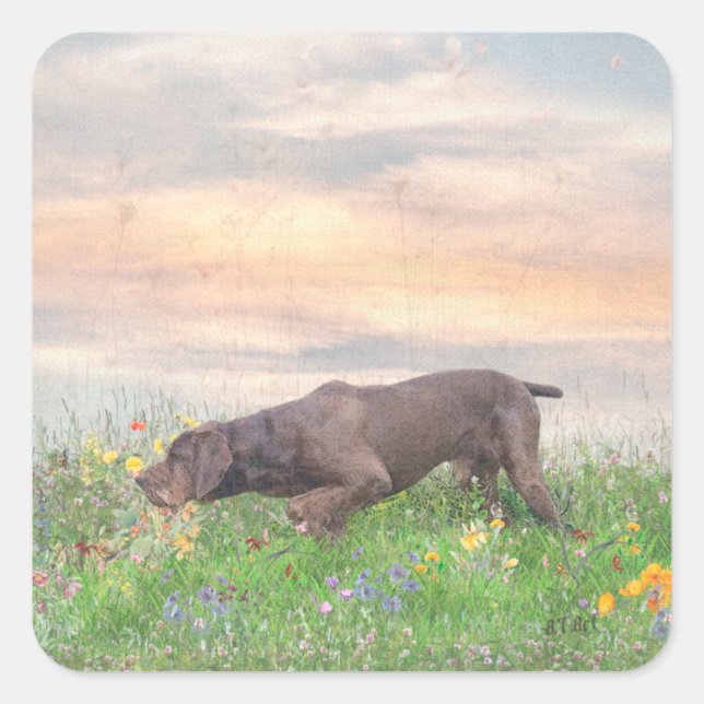 Pegatina Cuadrada Deutsch Drahthaar (Anverso)