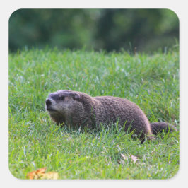 Pegatina Cuadrada Devil's Hole Digger