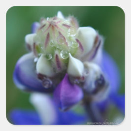 Pegatina Cuadrada Dew Dappling Lupine