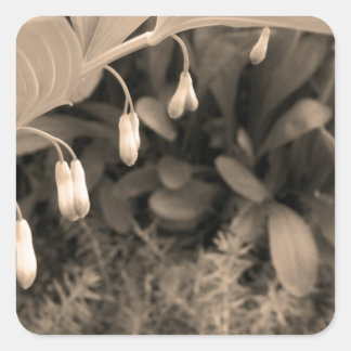 Pegatina Cuadrada Dew Drops