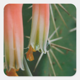 Pegatina Cuadrada Dew en Aloe Bloom