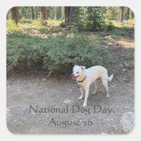 Día Nacional del Perro 26 de agosto