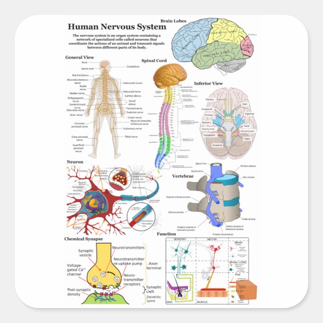 Pegatina Cuadrada Diagrama del cerebro humano y del sistema nervioso (Anverso)