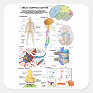 Pegatina Cuadrada Diagrama del cerebro humano y del sistema nervioso