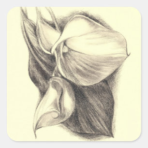 Pegatina Cuadrada Dibujo de Calla Lilies