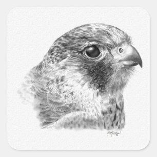 Pegatina Cuadrada Dibujo de Halcón de Lanner