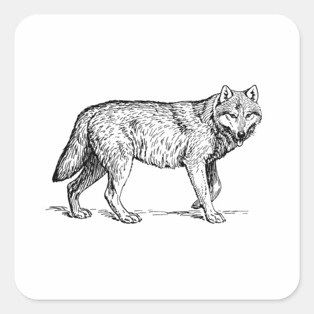 Pegatina Cuadrada Dibujo de tinta elegante de lobo gris (Anverso)