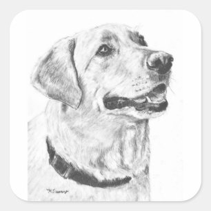 Pegatina Cuadrada Dibujo Labrador Recuperador