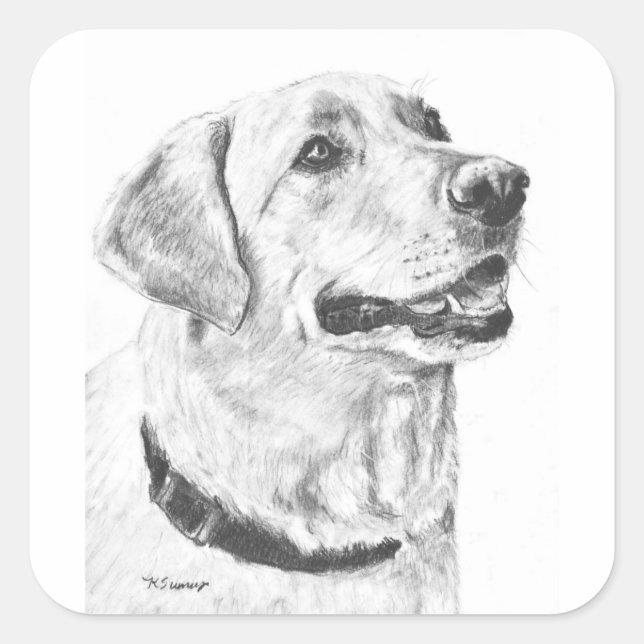 Pegatina Cuadrada Dibujo Labrador Recuperador (Anverso)
