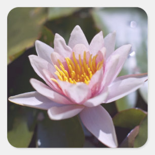 Pegatina Cuadrada Diseño Botánico Floral de Nenúfar Tropical
