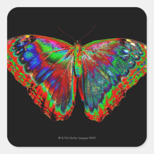 Pegatina Cuadrada Diseño de mariposa colorida contra fondo negro 3