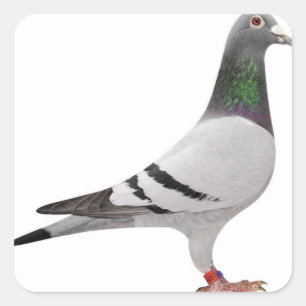 Pegatina Cuadrada diseño de pichón