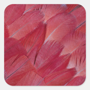 Pegatina Cuadrada Diseño de plumas de loro gris africano