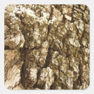 Pegatina Cuadrada Diseño Texturizado Natural de Corteza de Árbol II