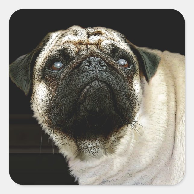 Pegatina Cuadrada Diseños de perros para amantes del Mascota (Anverso)