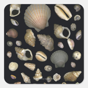 Pegatina Cuadrada Diversas conchas marinas