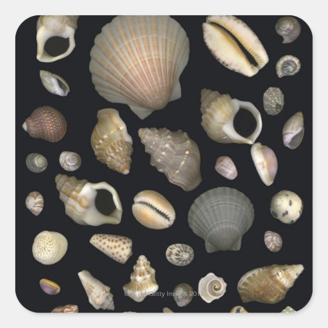 Pegatina Cuadrada Diversas conchas marinas (Anverso)
