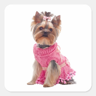 Pegatina Cuadrada Divina cachorrita Yorkshire Terrier Yorkie adorabl