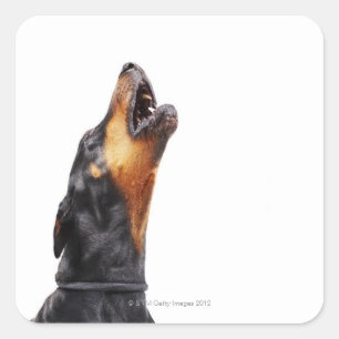 Pegatina Cuadrada Doberman howling