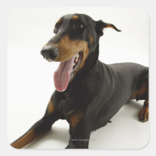 Pegatina Cuadrada Doberman Pinscher