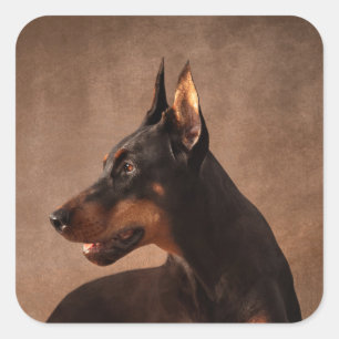 Pegatina Cuadrada Dobermann - Doberman Pinscher