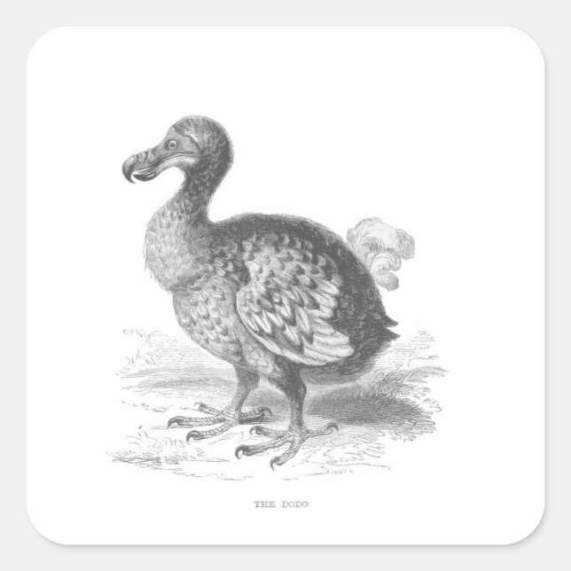 Pegatina Cuadrada Dodo Bird (Anverso)
