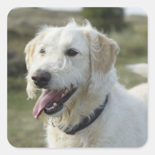 Pegatina Cuadrada Dog in heath land.