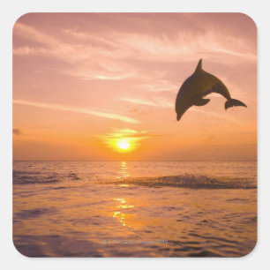 Pegatina Cuadrada Dolphin botánico salto 2