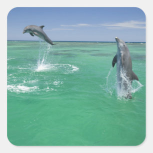 Pegatina Cuadrada Dolphins Bottlenose Tursiops truncatus
