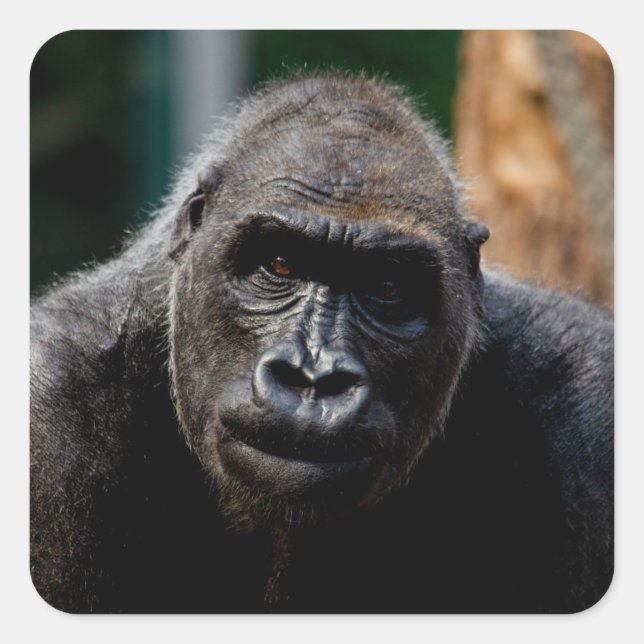 Pegatina Cuadrada Dominante Primate Gorilla Ape (Anverso)