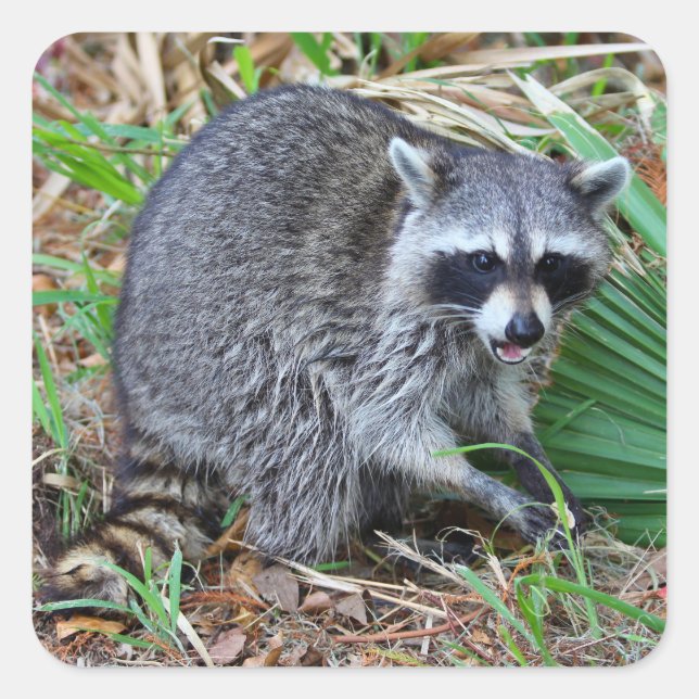 Pegatina Cuadrada Don't Mind Me, Just Passing Through (Anverso)