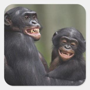 Pegatina Cuadrada Dos Bonobos sonrientes
