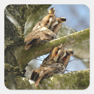 Pegatina Cuadrada Dos búhos en el bosque, aves, vida silvestre Stic 