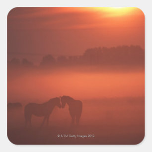 Pegatina Cuadrada Dos caballos al atardecer