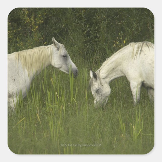 Pegatina Cuadrada Dos caballos comiendo pasto (Anverso)