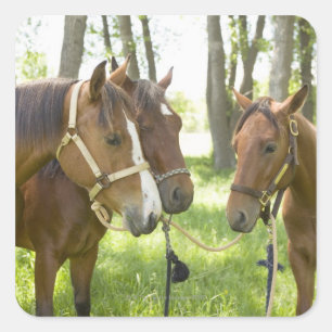 Pegatina Cuadrada Dos caballos del barrio americano a la sombra