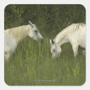 Pegatina Cuadrada Dos caballos que comen la hierba
