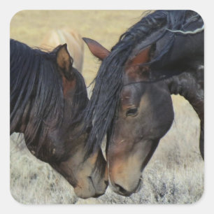 Pegatina Cuadrada Dos Caballos Salvajes Marrones Mustangs Nuzzing